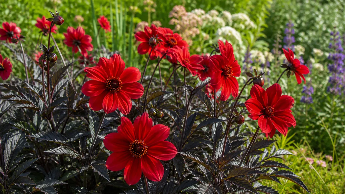 Dahlia 'Bishop of Llandaff' toimituksellisena puutarhakuvituksena suomalaisessa puutarhaympäristössä
