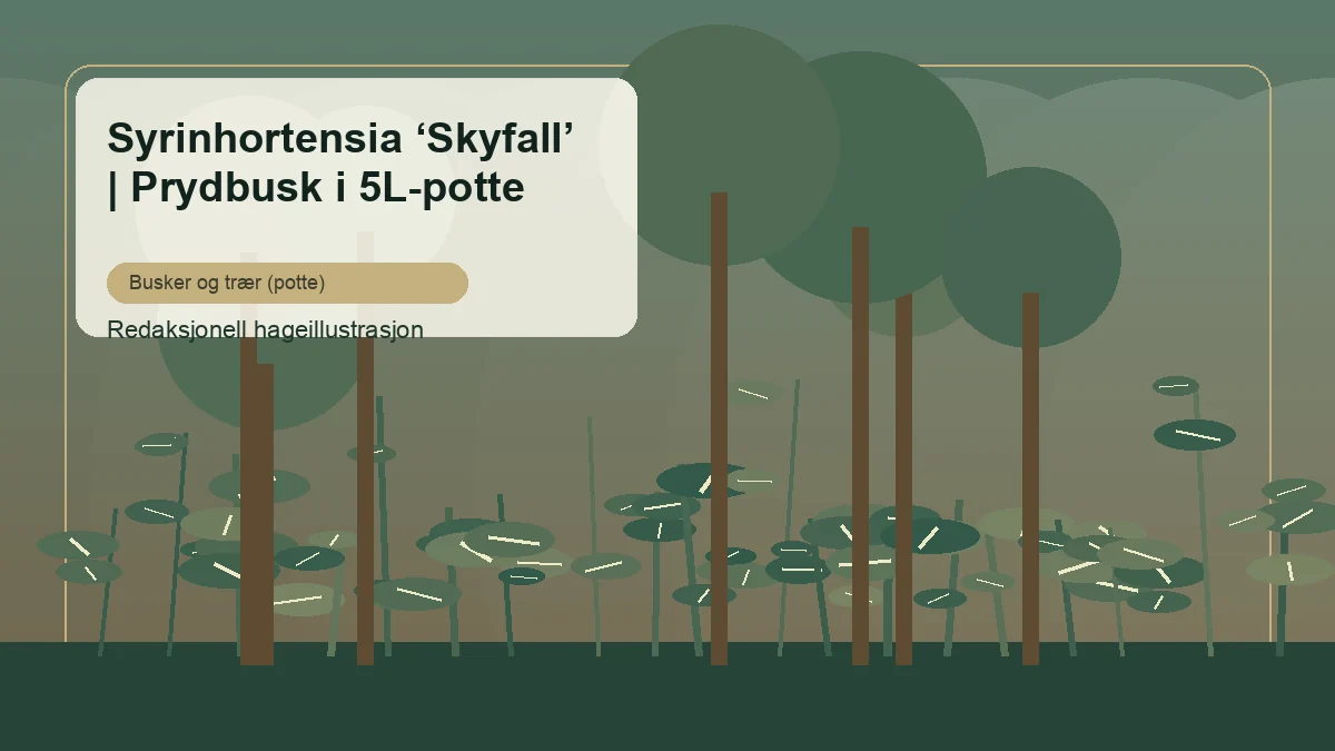 Syyshortensia 'Skyfall' toimituksellisena puutarhakuvituksena suomalaisessa pensasistutuksessa
