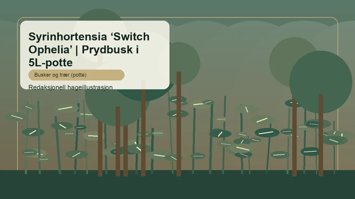 Syyshortensia 'Switch Ophelia' toimituksellisena puutarhakuvituksena suomalaisessa pensasistutuksessa