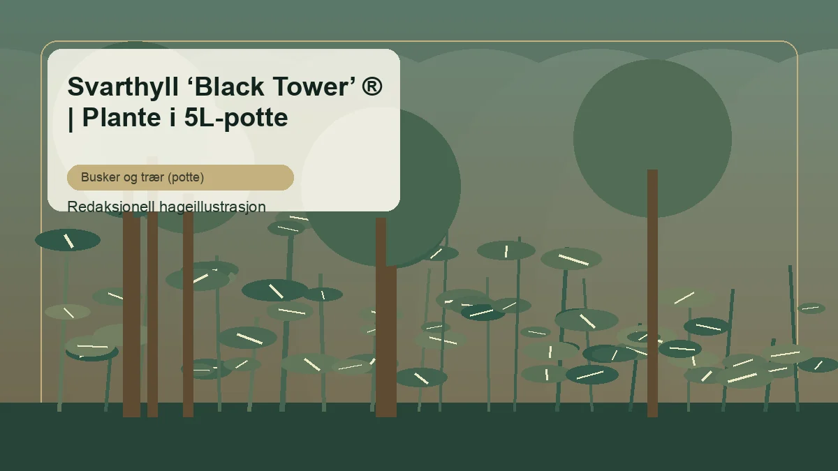 Mustaselja 'Black Tower' toimituksellisena puutarhakuvituksena suomalaisessa pensasistutuksessa